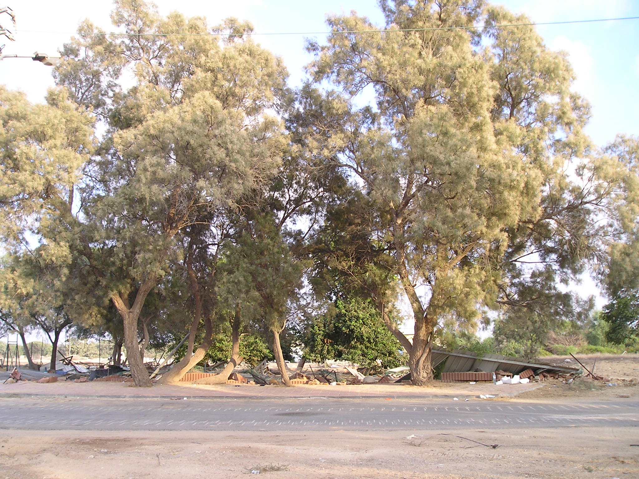 ימי הגירוש
